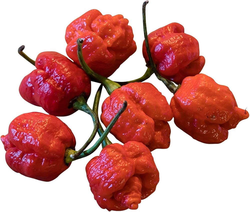 Scorpion (Moruga Red hot pepper) for planting in garden
